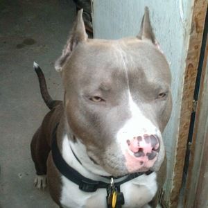 Meet your Posher, Jerry